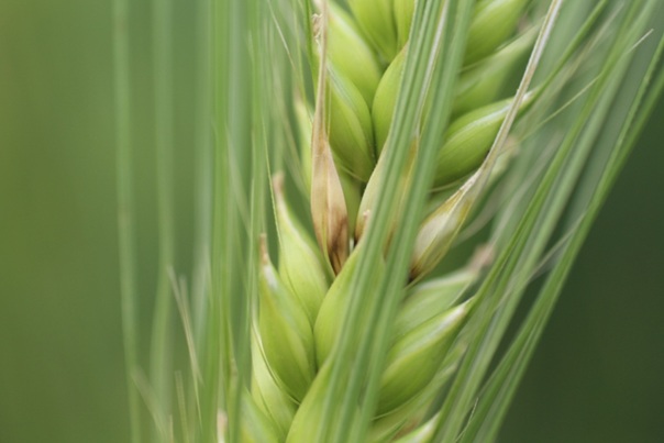 20250604_fuzarium_7.jpg