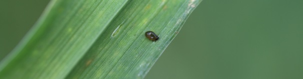 5_arpabogar_larva.jpg